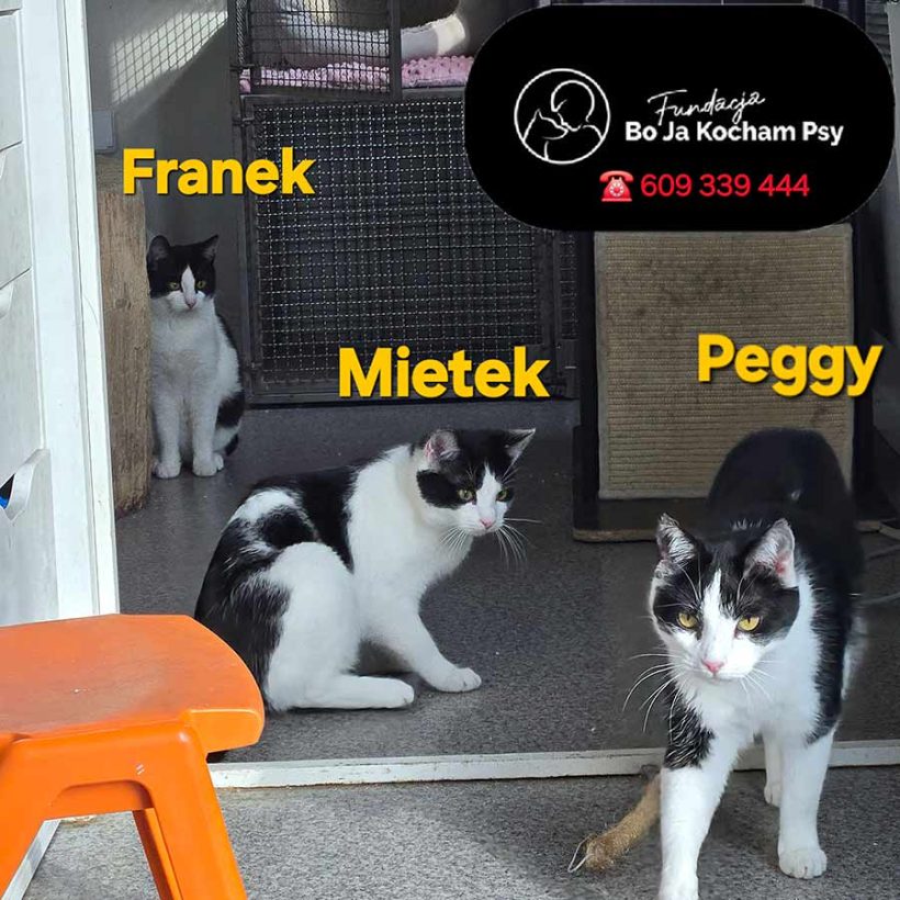 Franek